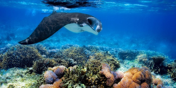 Dive Galapagos with last-minute prices